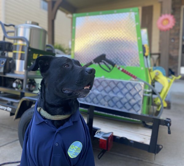 Cooper, the Green Clean Machine shop dog, wearing a company polo